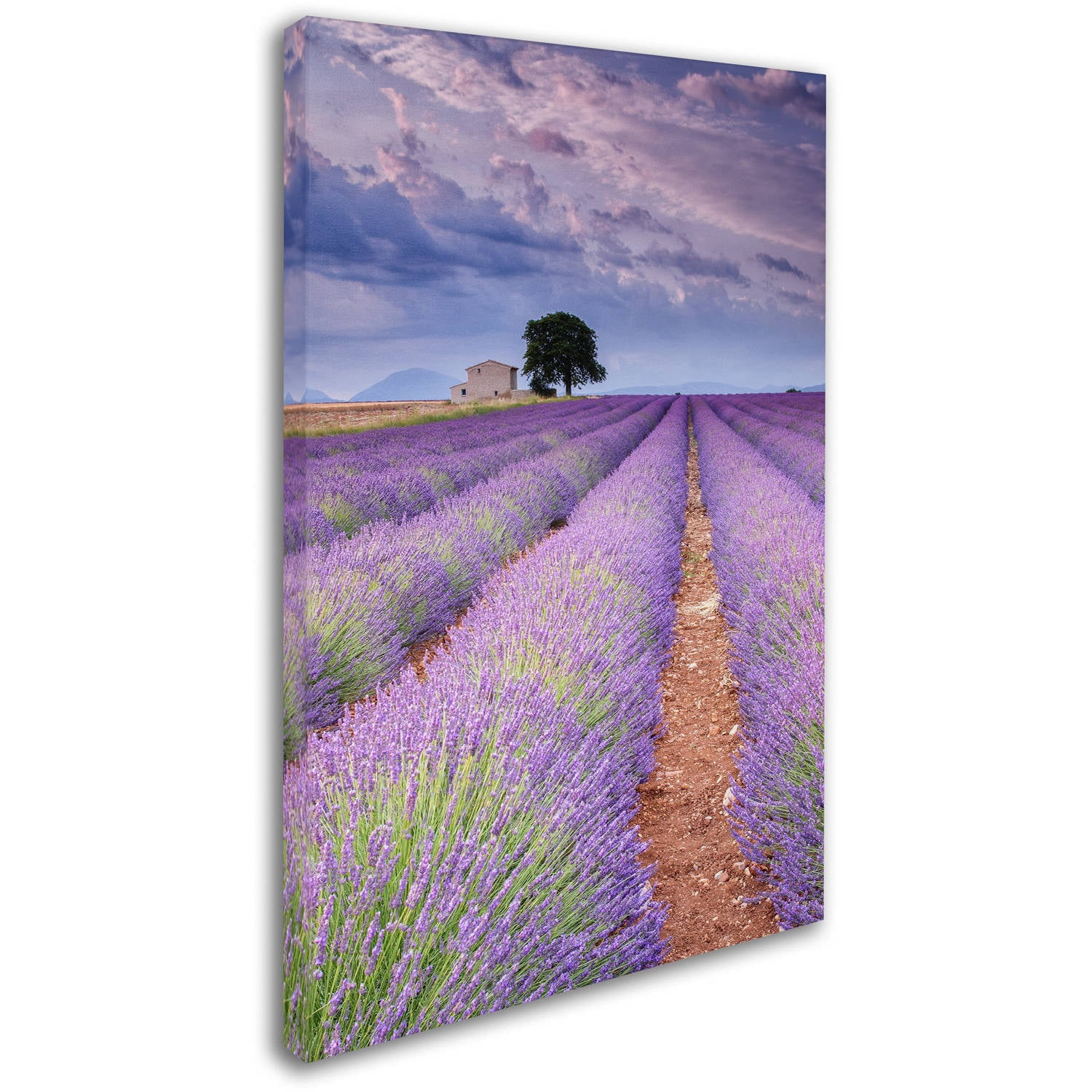 Trademark Fine Art "Rows Of Lavender" Canvas Art by Michael Blanchette Photography