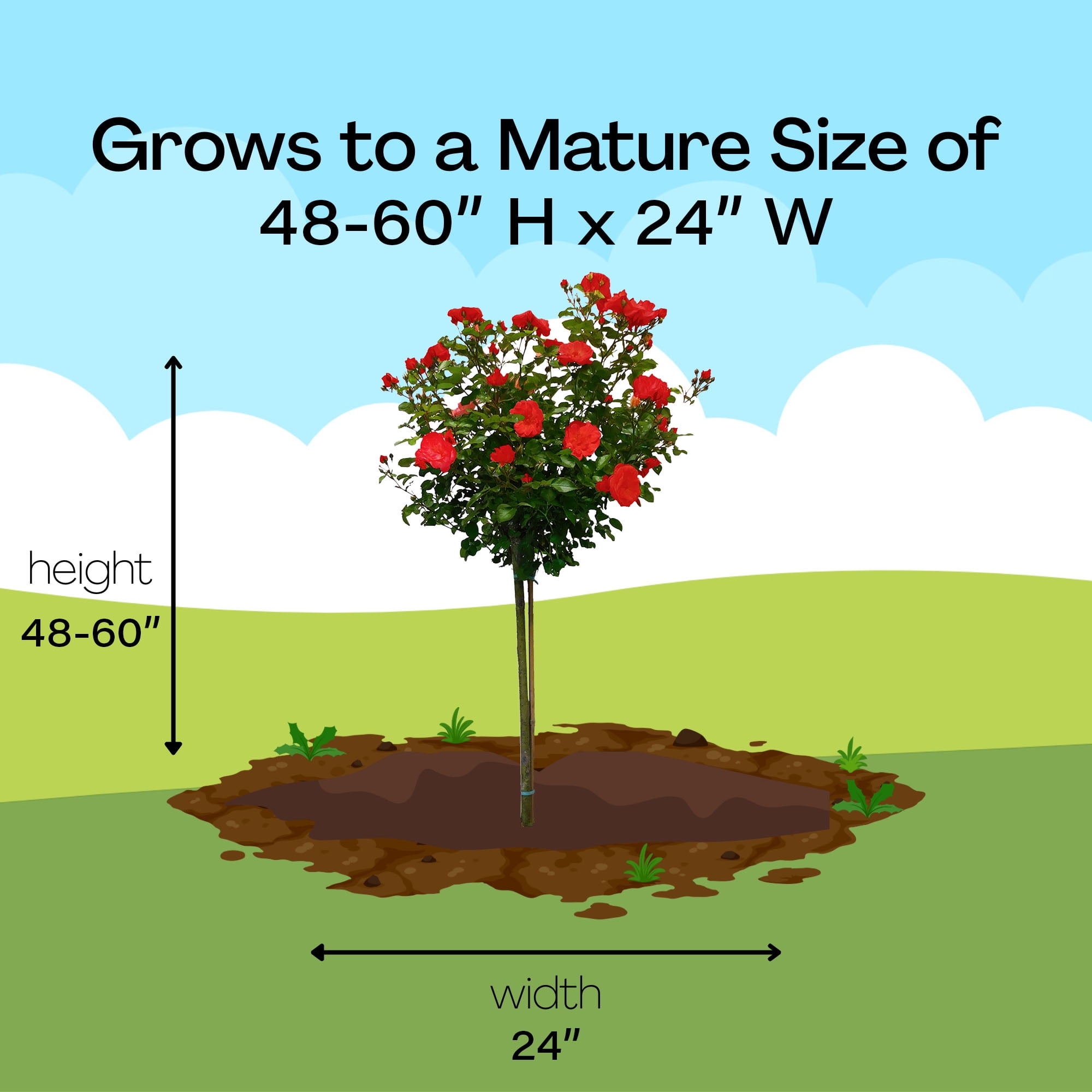 The Red Drift Rose Tree Form Live Shrub with Red Flowers (3 Gallon)