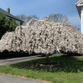thumbnail image 5 of Weeping Cherry Live Plant, Cherry Blossom Flower Dormant Tree for Planting, 3-5 inches Tall in 2.5'' Pot, 5 of 6