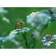 thumbnail image 2 of Fitzharris, Tim 24x19 Gold Ornate Wood Framed with Double Matting Museum Art Print Titled - Fly on forget-me-not, 2 of 4