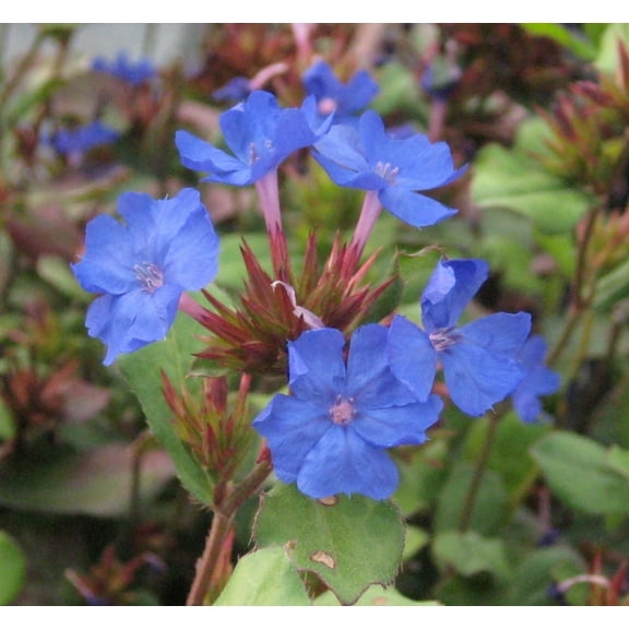 Plumbago Plant - 1 Gallon Perennial