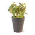thumbnail image 1 of Boston International MGC19140 5 Dia. x 8.5 in. Plastic Potted Coriander, 1 of 1