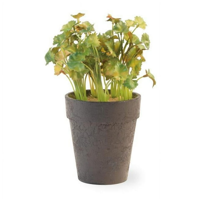 Boston International MGC19140 5 Dia. x 8.5 in. Plastic Potted Coriander
