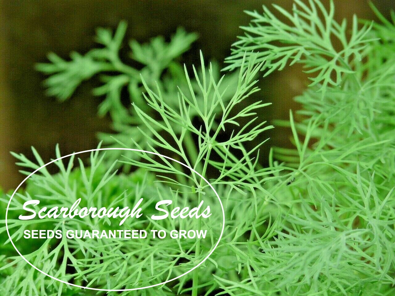 Herb Dill Bush Seeds Organic Heirloom Natural 1500 SEEDS from Ukraine