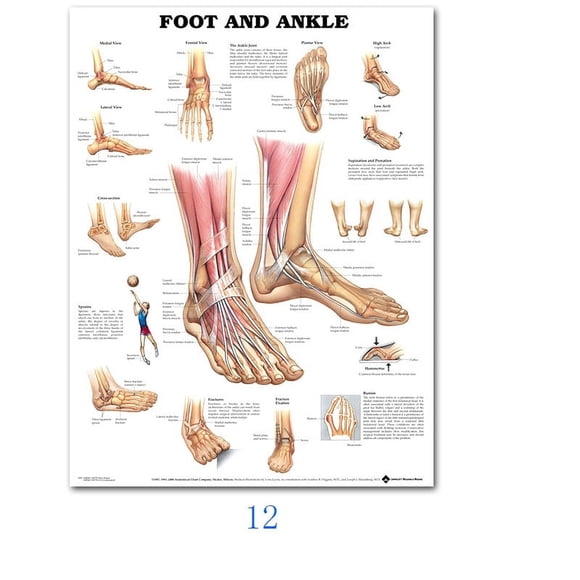 Science Wall Art Muscle System Human Anatomy Diagram Medical Education Supplies HD Oil On Canvas Posters And Prints Home DecorDimensions: 50*70 cm, unframed.