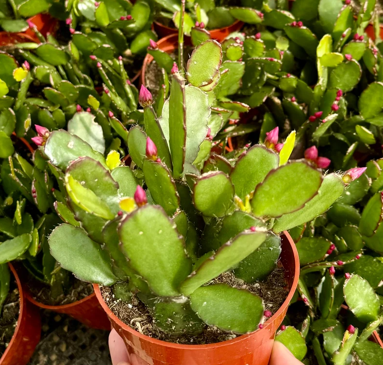 Set 2 Random Easter Cactus Plants Live for Planting, Spring Blooming Flowering Succulent Plants for Indoor Houseplant in 2 Inch Pot (Red or Pink)