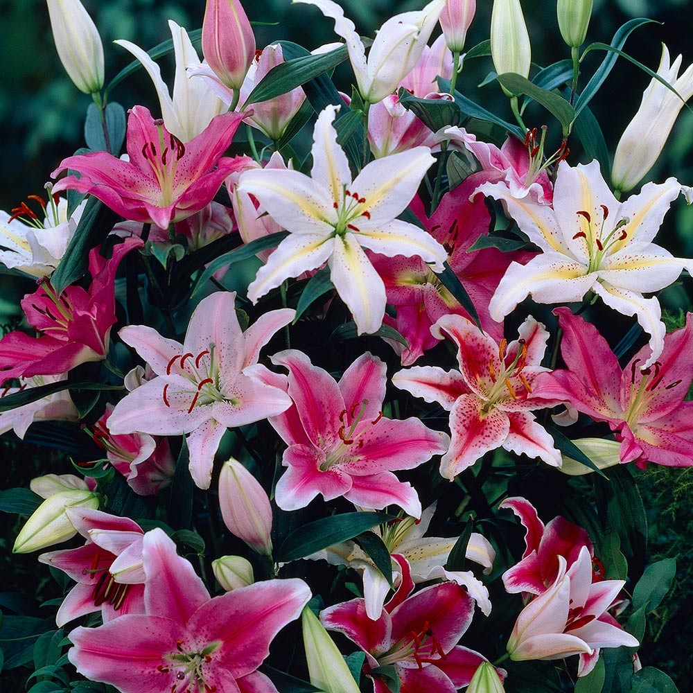 Mixed Oriental Lily Bulbs (Pack of 8) Fragrant Blooms!