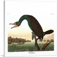 thumbnail image 1 of ARTCANVAS Florida Cormorant Canvas Art Print by John James Audubon - Size: 26" x 26" (0.75" Deep), 1 of 9