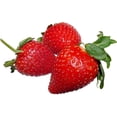 thumbnail image 2 of Kehar Foods Dried Strawberries - 200g | No candy | Original strawberry | Dried Strawberries, Rich in Antioxidants & Fiber | Healthy Snack, 2 of 6