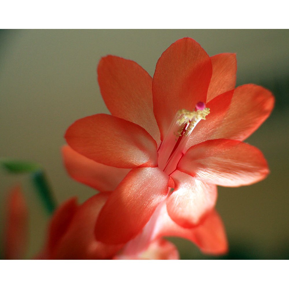 SUPER SALE Orange Christmas Cactus Plant Zygocactus 2
