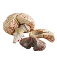 thumbnail image 3 of Modèle de Cerveau Anatomie Dissection Professionnelle Enseignement des Organes Étude Modèle de base Noir, 3 of 9