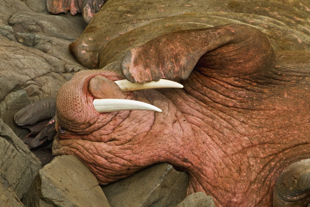 Close up of a Pacific walrus (Odobenus rosmarus) male hauled out on a rocky shore Walrus Islands State Game Sanctuary Round Island Bristol Bay Western Alaska USA Canvas Art - Gary Schultz  Design Pics