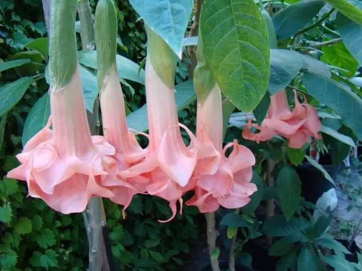 Pink Angel's Trumpet – Fragrant Flowering Live Plant for Garden & Landscape