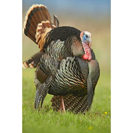 Wild Turkey male in cortship display Palo Duro Canyon State Park Texas Poster Print by Tim