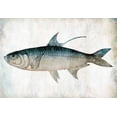 thumbnail image 2 of Grey, Jace 18x14 Black Ornate Wood Framed with Double Matting Museum Art Print Titled - Blue Fish, 2 of 4