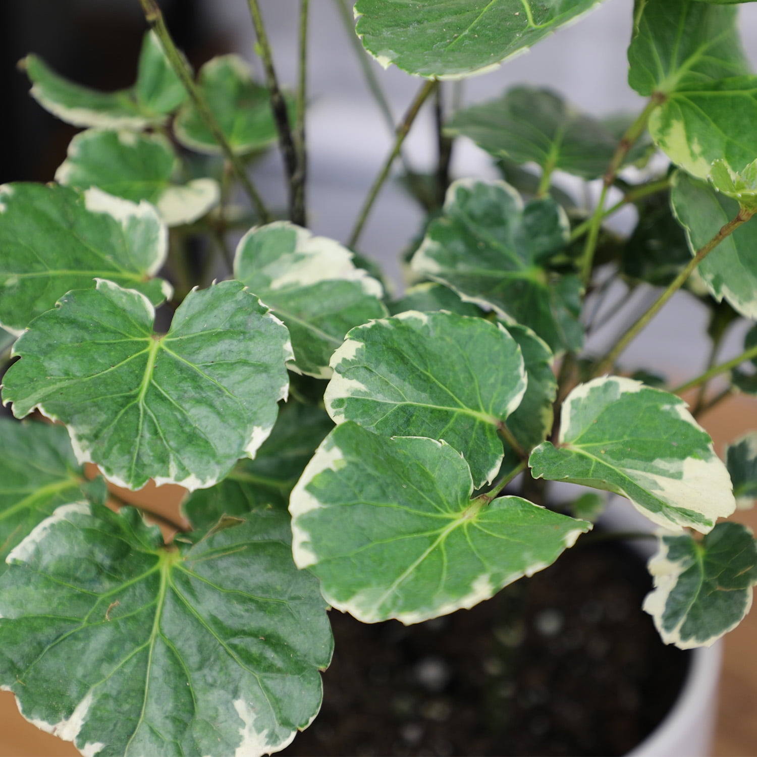 Variegated Dinner Plate, Aralia | 6in Pot | Easy Houseplant, Partial Sun | Element by Altman Plants