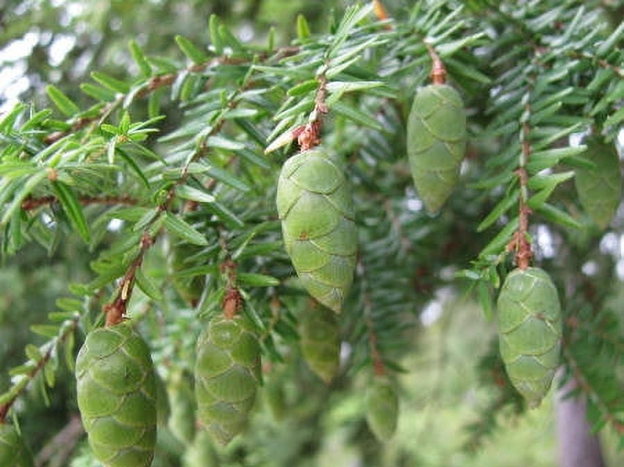 Spruce Black Wild Crafted Essential Oil 10 ml (1/3 fl oz) - 100% Pure and Natural by Silky Scents
