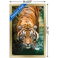 thumbnail image 3 of Tiger - Water Wall Poster, 14.725" x 22.375", Framed, 3 of 5
