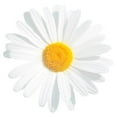 thumbnail image 2 of CafePress - Fresh White Daisy Mugs - 11 oz Ceramic Mug - Novelty Coffee Tea Cup, 2 of 4