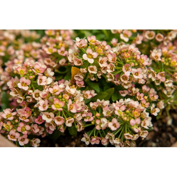 50 Easter Bonnet PEACH ALYSSUM Lobularia Maritima Hummingbird Flower Seeds