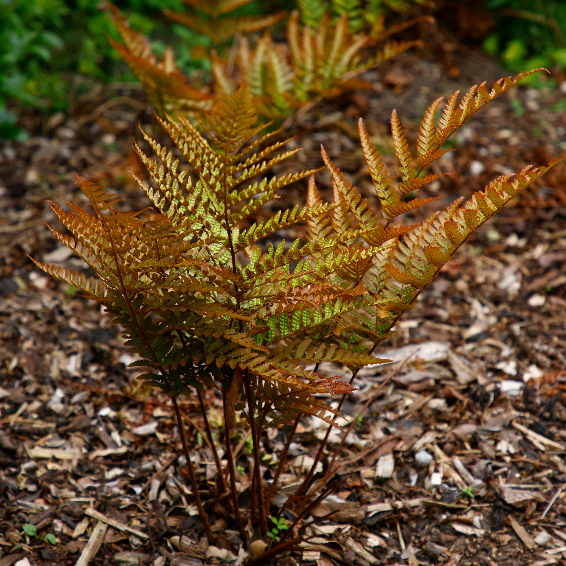 1 gal Autumn Live Fern Plant