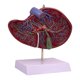 thumbnail image 1 of Modelo de vesícula biliar humana, modelo anatómico de órgano interno, herramienta didáctica práctica e intuitiva para profesionales de salud., 1 of 9
