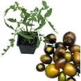 thumbnail image 3 of Brad's Atomic Grape Tomato Seeds (Solanum lycopersicum) 150 Seeds (0.5 Grams), 3 of 7