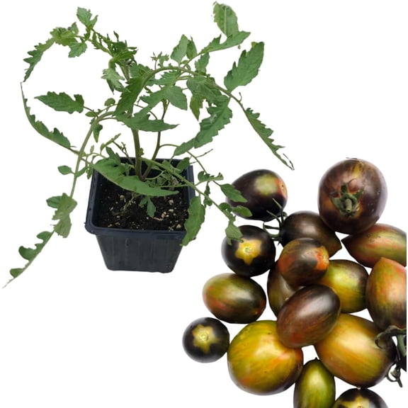 Cherry Tomato, Brad's Atomic Grape (Solanum lycopersicum) Organic Plant in 2.5-inch Pot by Smoke Camp Crafts - Multicolored Grape Tomato
