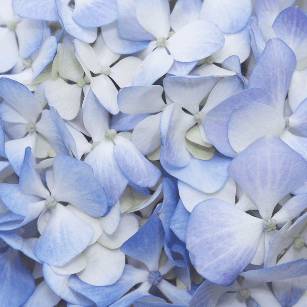 GlobalRose 40 Fresh Cut Blue Hydrangeas - Fresh Flowers ...