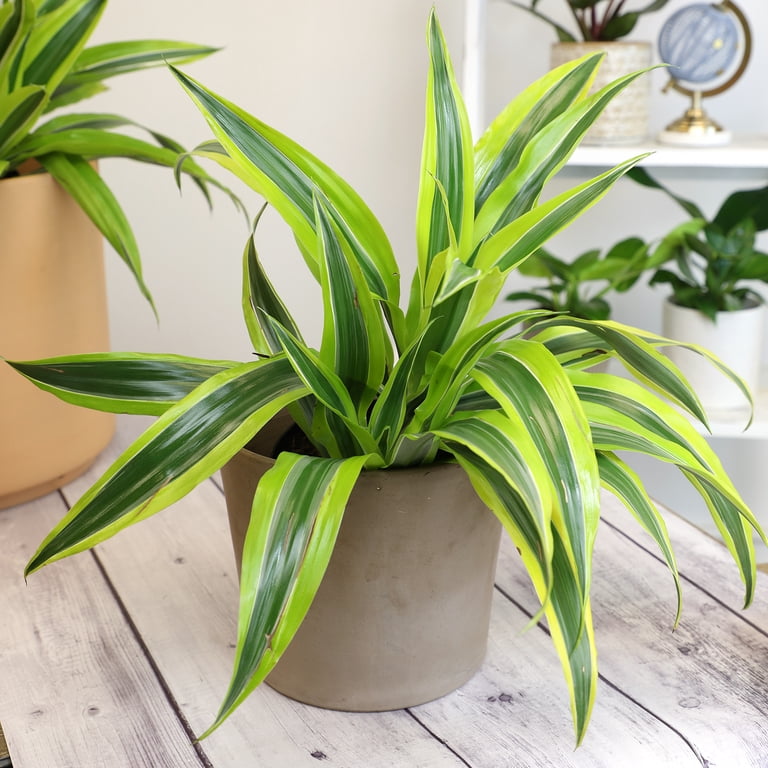 Altman Plants 6 in. Dracaena Houseplant (Solo)