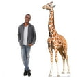 thumbnail image 3 of Giraffe Cardboard Cutout Stand Up, 7ft, 3 of 4