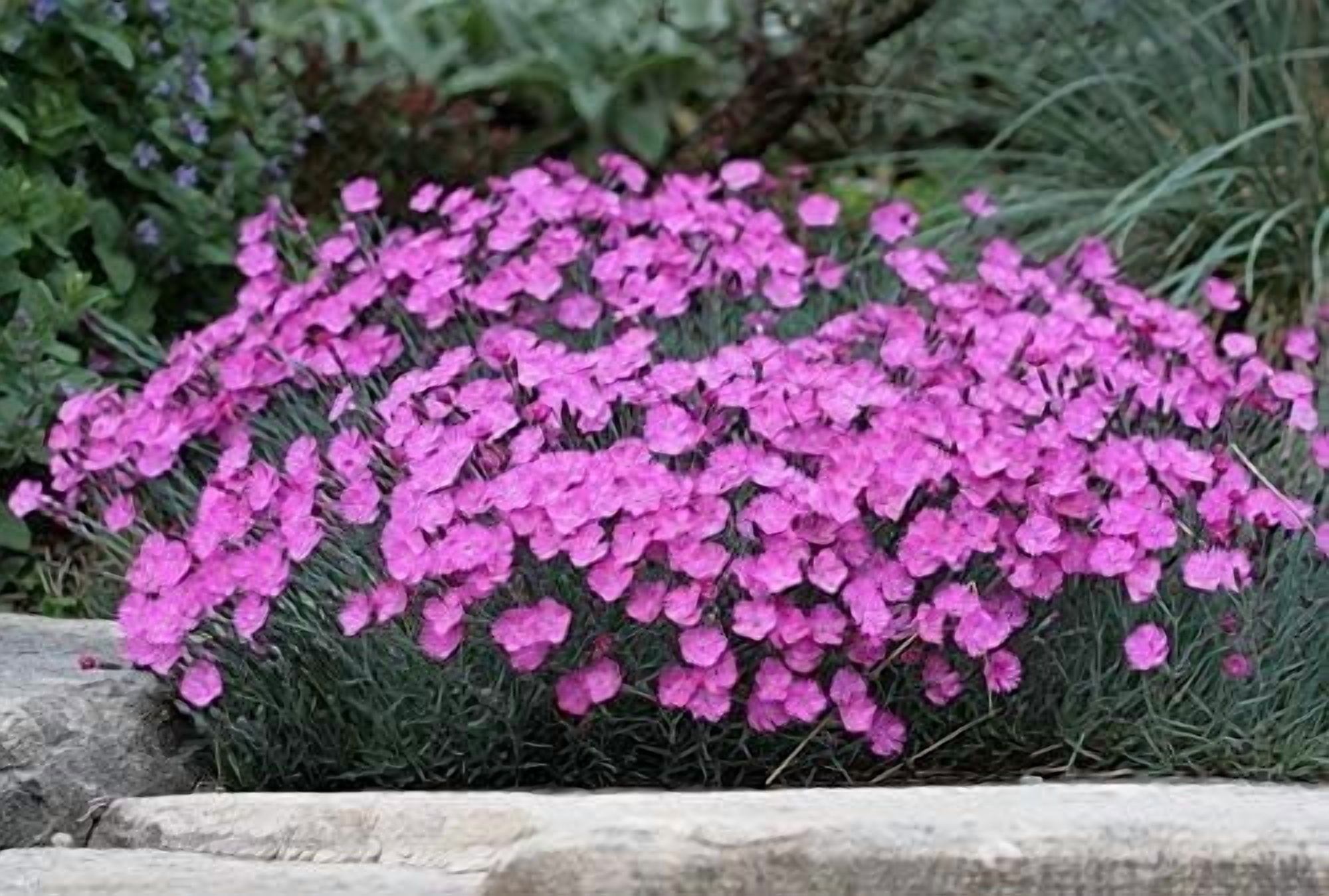 Firewitch Dianthus Plants  3 Live Seedlings  Dianthus Gratianopolitanus Firewitch  Perfect for Vibrant Colorful Gardens  Hardy & Fragrant
