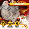 thumbnail image 7 of Hemp Bedding for Chicken Coop, Pine Wood Shavings Alternative for Chickens and Poultry 5cuft/30lb, 7 of 7