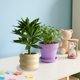 thumbnail image 5 of Simulation Plants Decorative Small Potted Plants Office Living Room Desktop Indoor Bonsais Ornaments Bionics Fake Flowers And Greenerys, 5 of 6