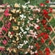 thumbnail image 4 of Elegante guirnalda de rosas blancas decorativas, flores artificiales para decoración de bodas, telón de fondo para fotomatón, seda y plástico, usos versátiles, decoración interior y exterior (2, 4 of 6