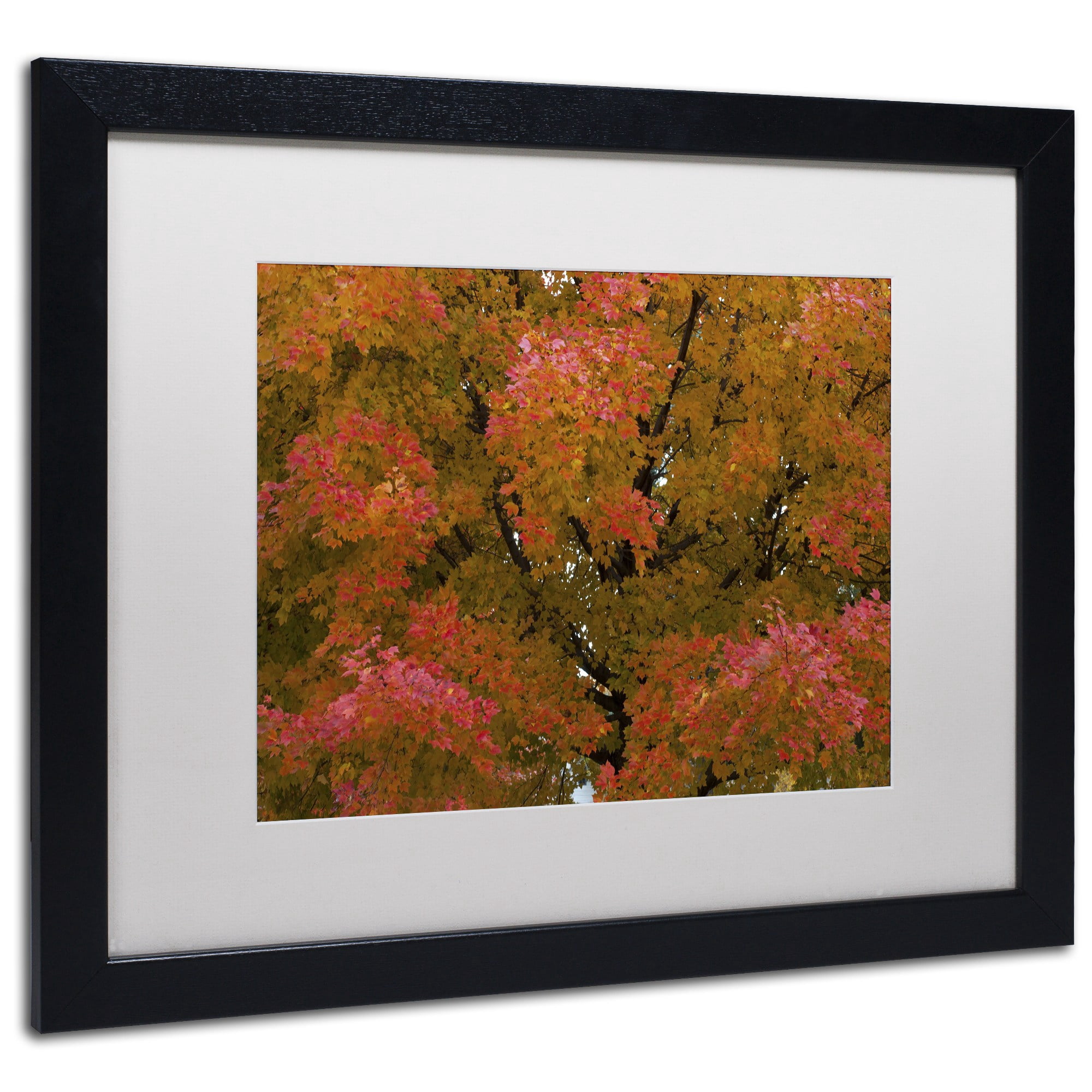 Trademark Fine Art "Autumn Maple Splendor" Canvas Art by Kurt Shaffer White Matte, Wood Frame