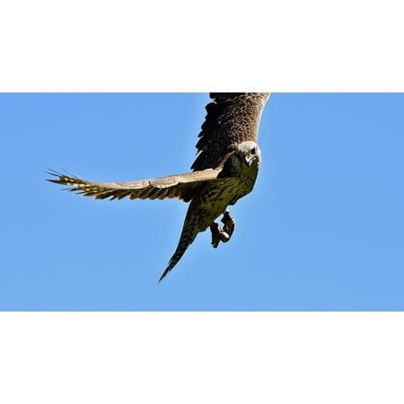 Canvas Print Raptor Flight Animal Bird Falcon Bird Of Prey Stretched Canvas 10 X 14