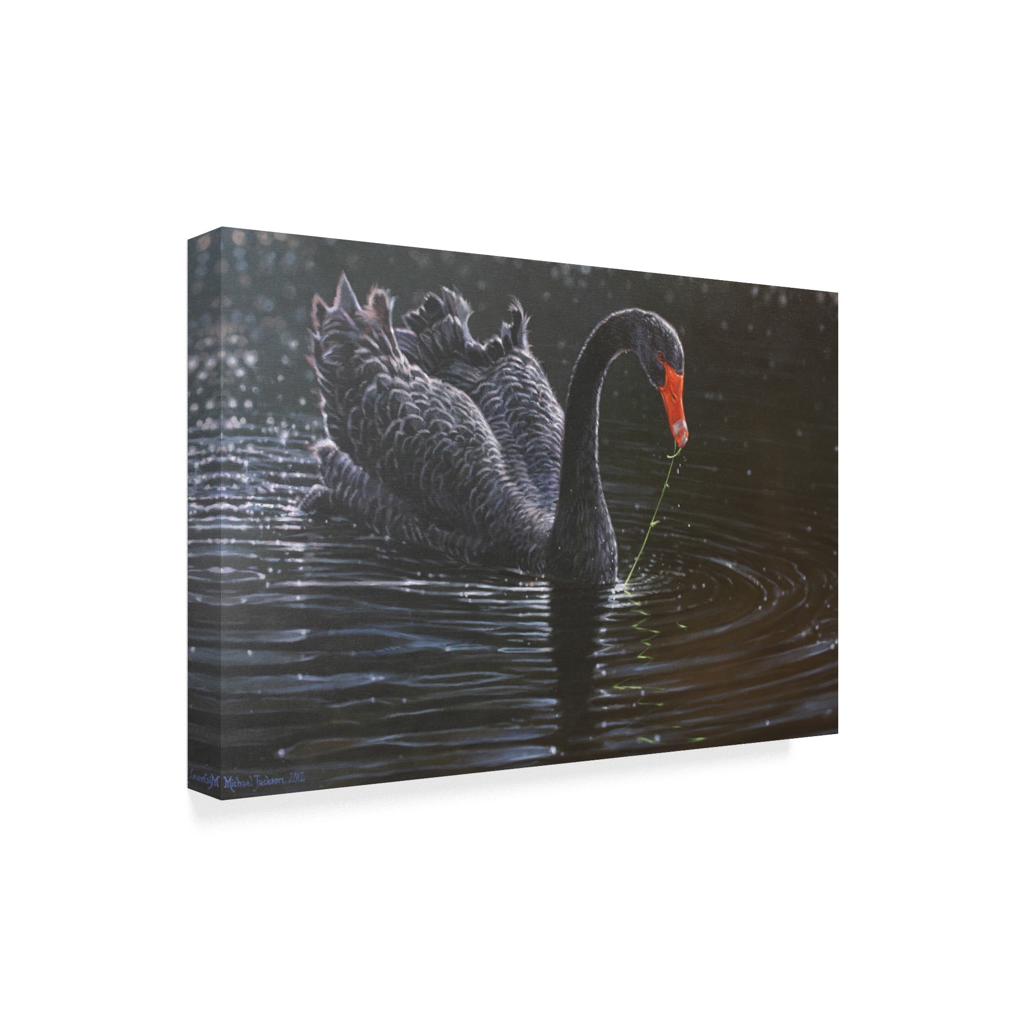 Trademark Fine Art 'Black Swan In Water' Canvas Art by Michael Jackson