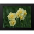 thumbnail image 2 of Bonin, Suzanne 18x15 Black Modern Framed Museum Art Print Titled - Double Daffodils, 2 of 5