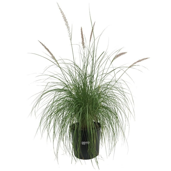 Nature’s Way Farms Fountain Grass White Outdoor Live Plant (25-30in Tall) in Grower Pot May Ship Without Flowers