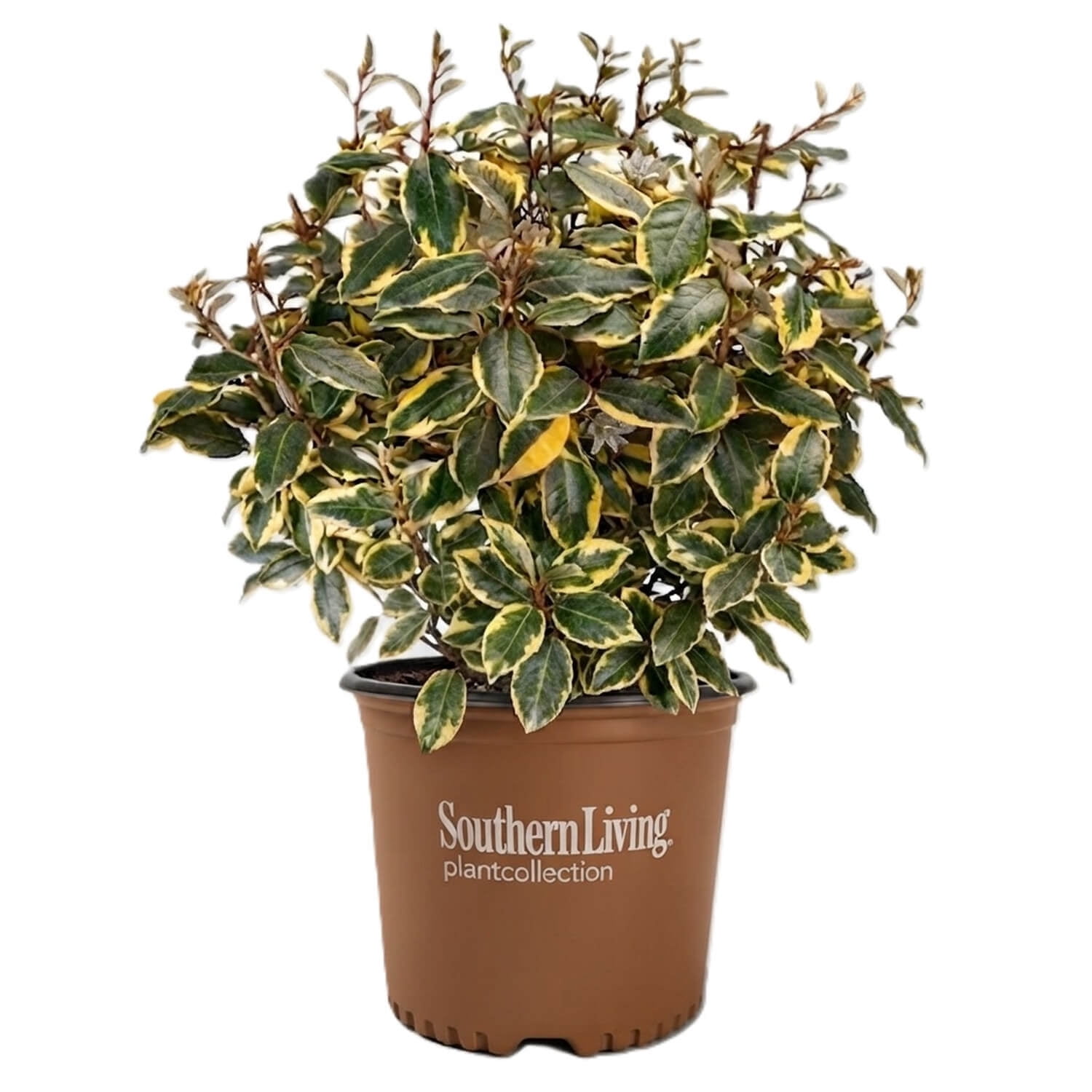 Expert Gardener Asiatic Jasmine 18 Pack, 3.25 in Pots, Evergreen