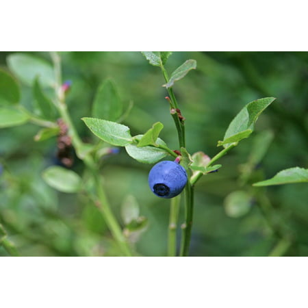 Canvas Print Blue Plant Blueberry Forest Macro Berries Nature Stretched Canvas 10 x (Best Blueberry Plants For Zone 7)