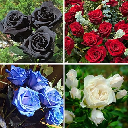 Rose For Sale, Perennial Flowers, Rare Plants Garden Bonsai, Mixed Multicolored Rose Flower plant,