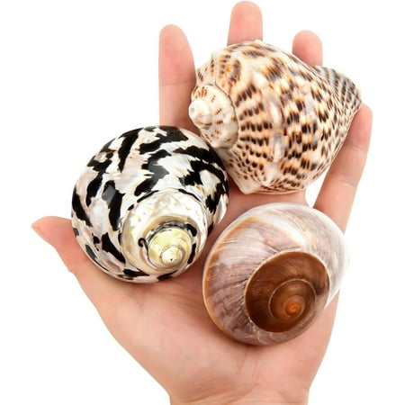Sinkoo 3 Pcs Boutique Large Hermit Crab Shells 2.9"-3.3" Opening Size 1.2" - 2" for Hermit Crab Turbo Growth Shells Terrarium Habitat Decor Natural Hermit Crab Supplies