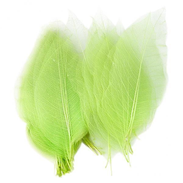 veasfak 4- 50Pcs Natural Catbrier Skeleton Leaf Leaves Card Scrapbook - Green 4 Pcs