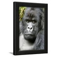 thumbnail image 1 of Africa, Rwanda, Volcanoes National Park Portrait of a silverback mountain gorilla, Animals Framed Art Print Wall Art by Ellen Goff Sold by Art.Com, 1 of 5