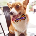thumbnail image 4 of Collar ajustable para mascotas de Halloween, collar con hebilla de Halloween con baberos con pajarita de campana, accesorios para disfraces de mascotas para perros y gatos de Halloween (L 27-35 cm), 4 of 5