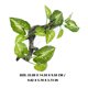 thumbnail image 2 of BALAHAPY Planta De Resina Decorativa Para Terrario Con Aspecto Para Ambientes De Reptiles, 2 of 6