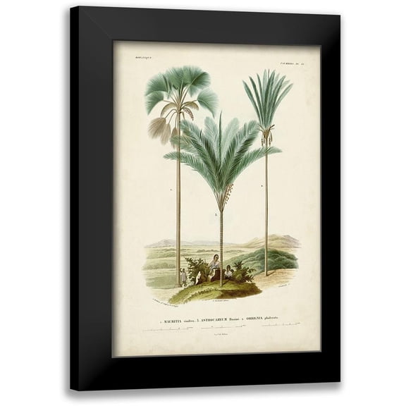 DOrbigny, M. Charles 11x14 Black Modern Framed Museum Art Print Titled - Antique Palm Collection IX