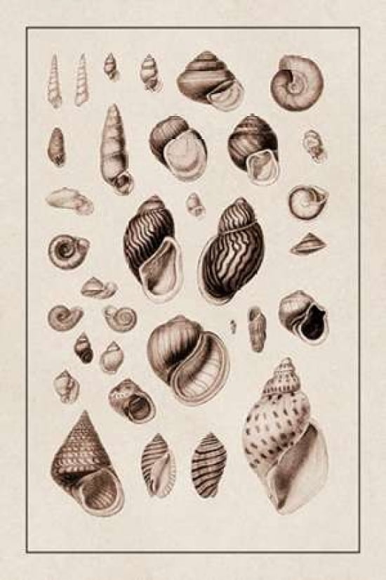 Shells Sessile Cirr